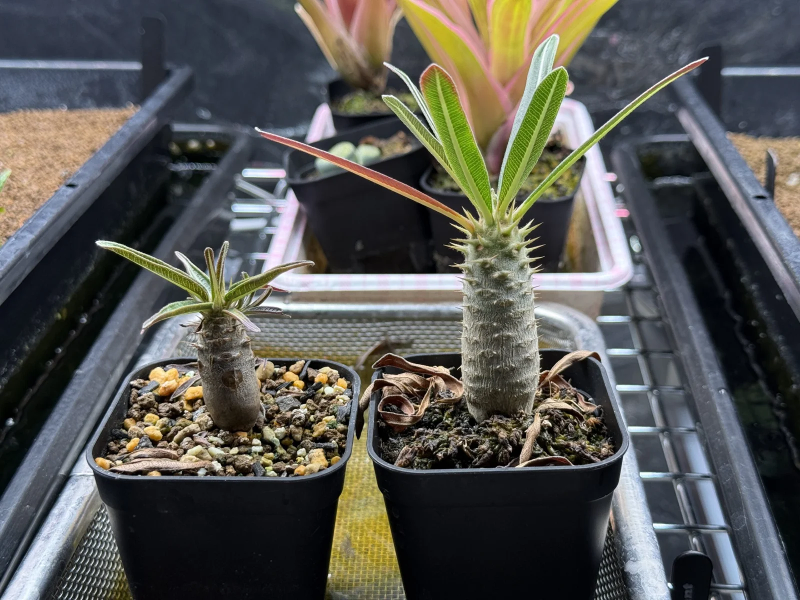 パキポディウム グラキリス　水苔