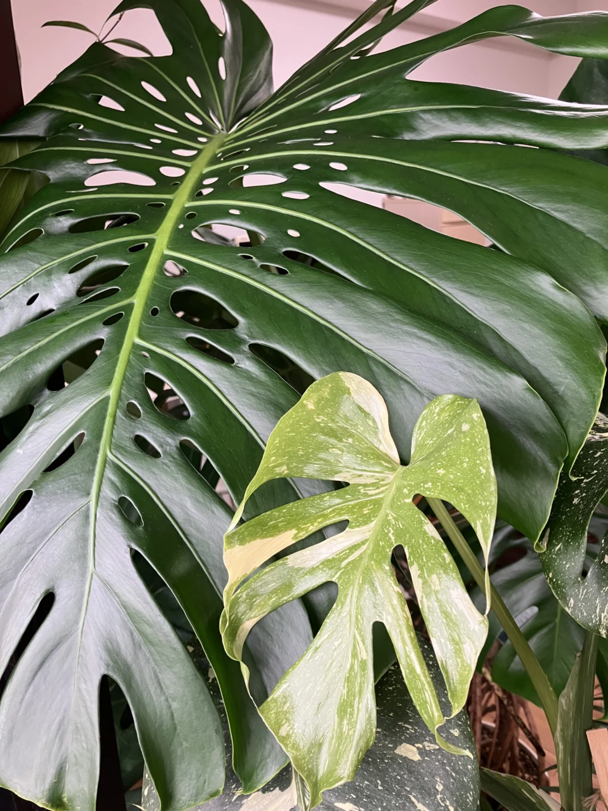 モンステラ　タイコンステレーション