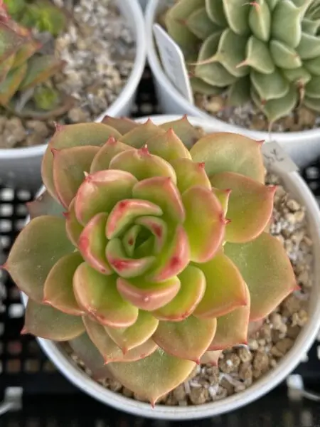 多肉植物 エケベリア ヌダ 100均