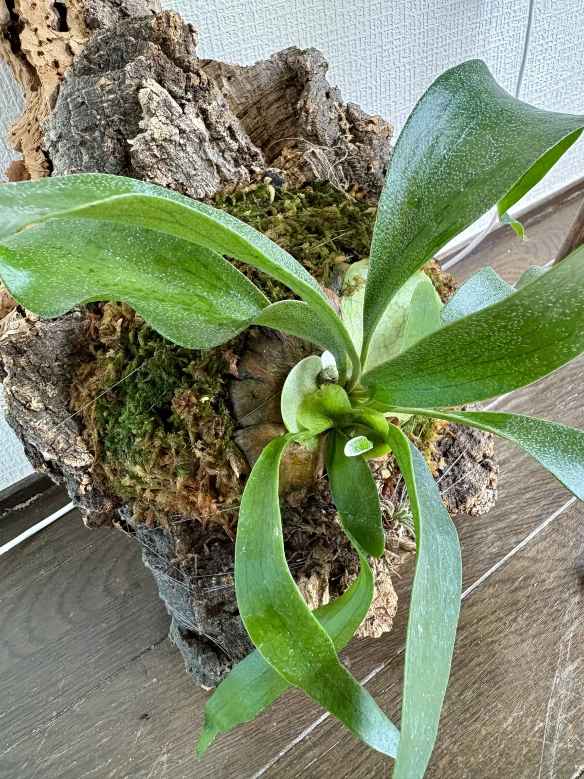 ビカクシダ　野良ビカク