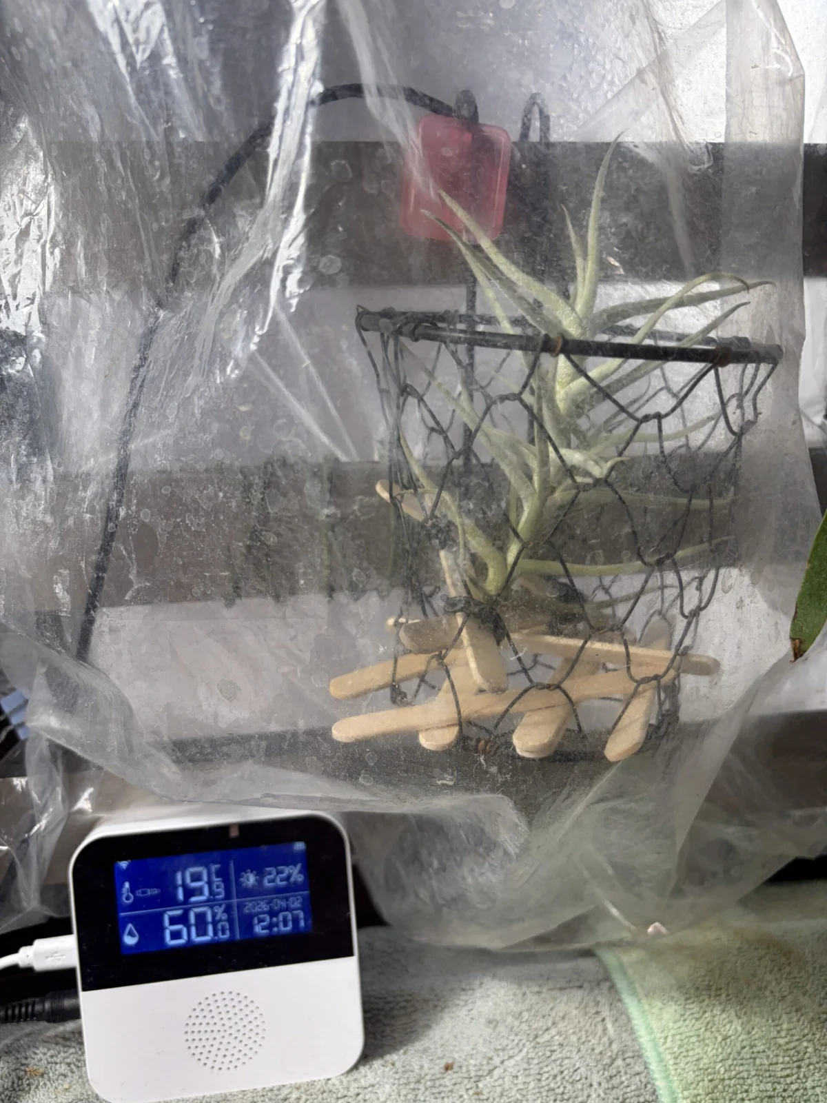 ティランジア パレアセア