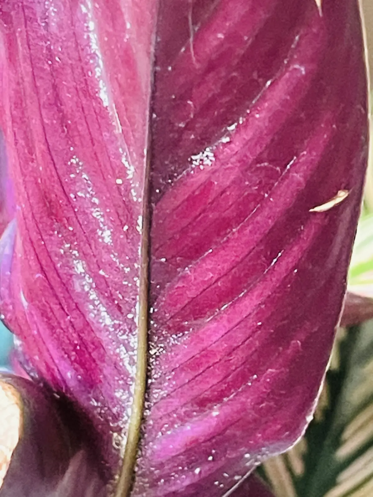 カラテア　ホワイトスター　ハダニ　害虫