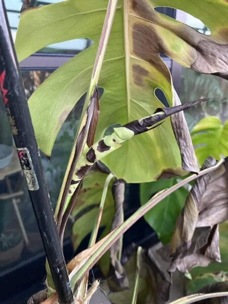 モンステラ ボルシギアナ ど根性ドリル