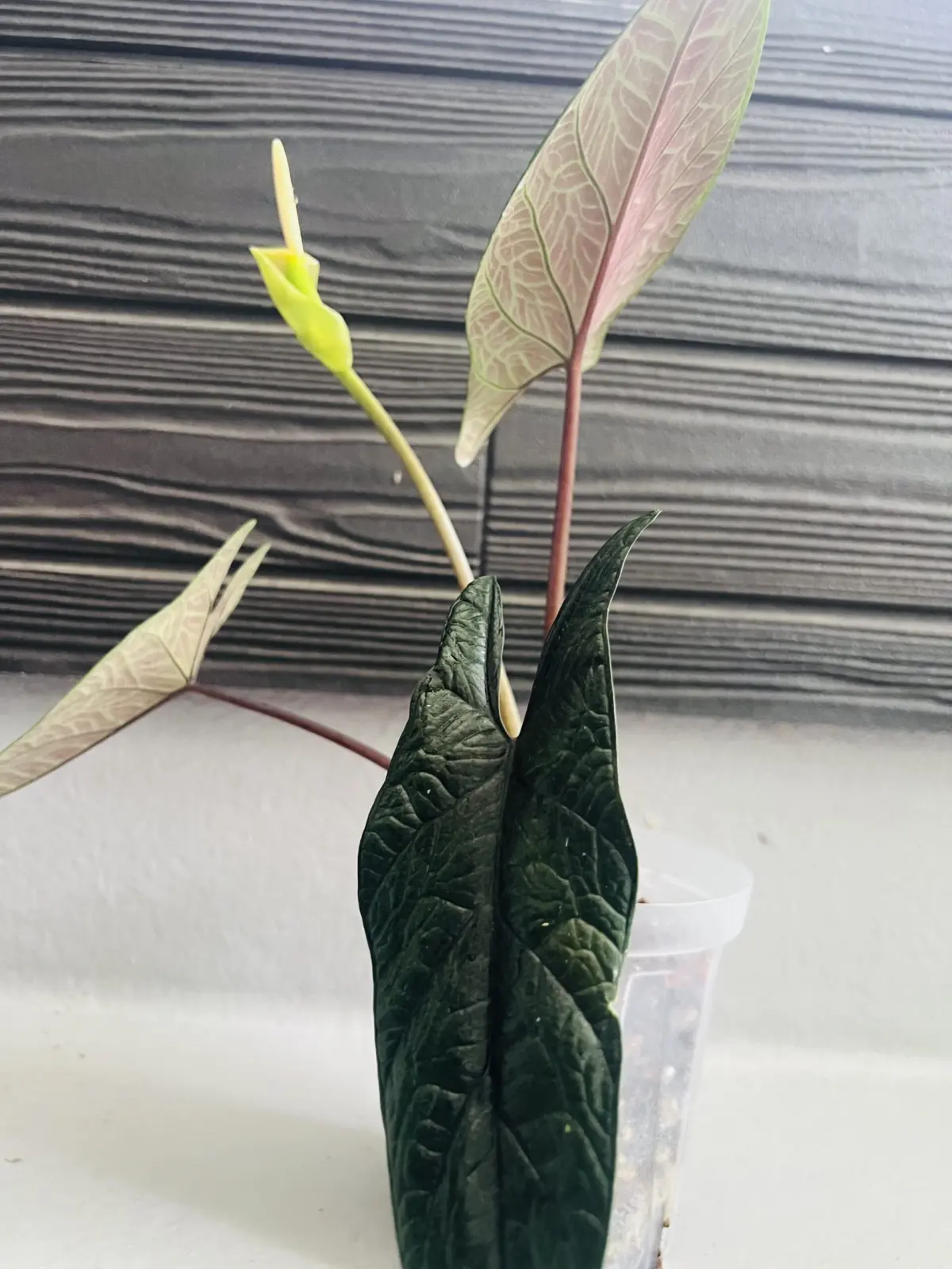 アロカシアスカルプラム　花