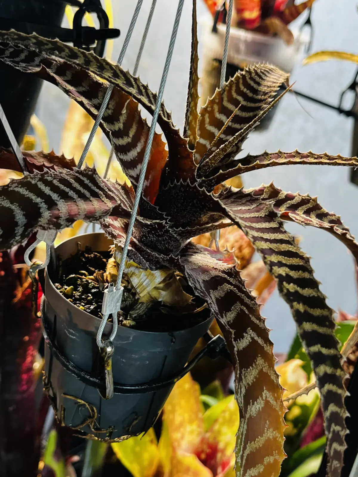 オルソフィツム　グルケニー