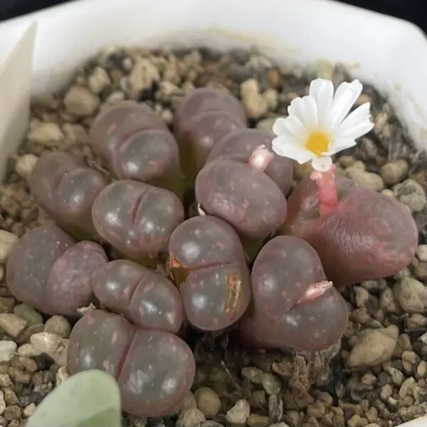 多肉植物　コノフィツム　パルディカラー　スプリングボック　花