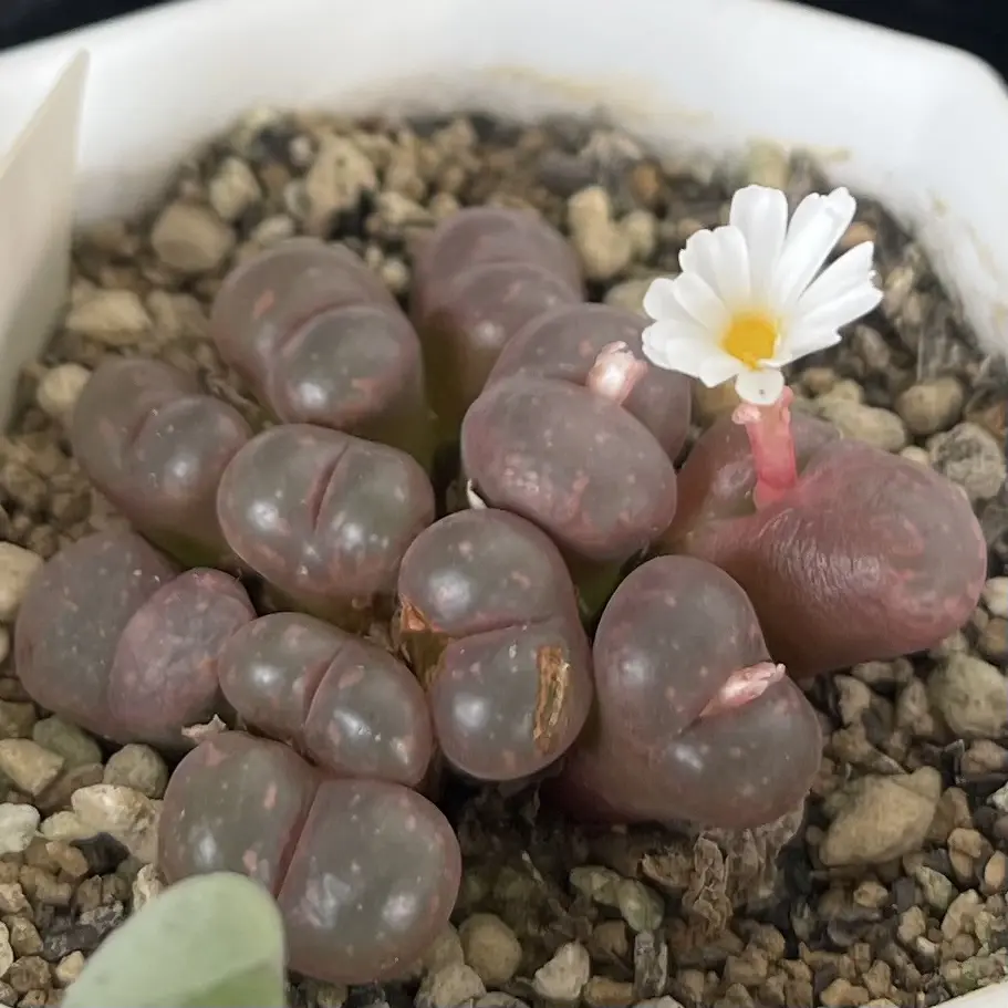 多肉植物　コノフィツム　パルディカラー　スプリングボック　花