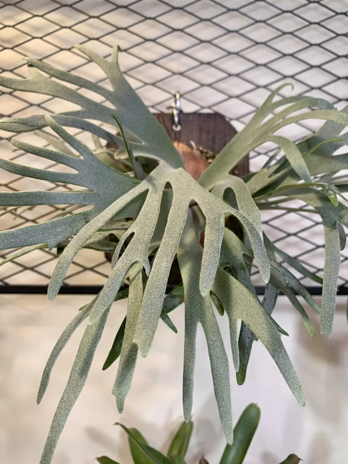 ビカクシダ　バクテリア