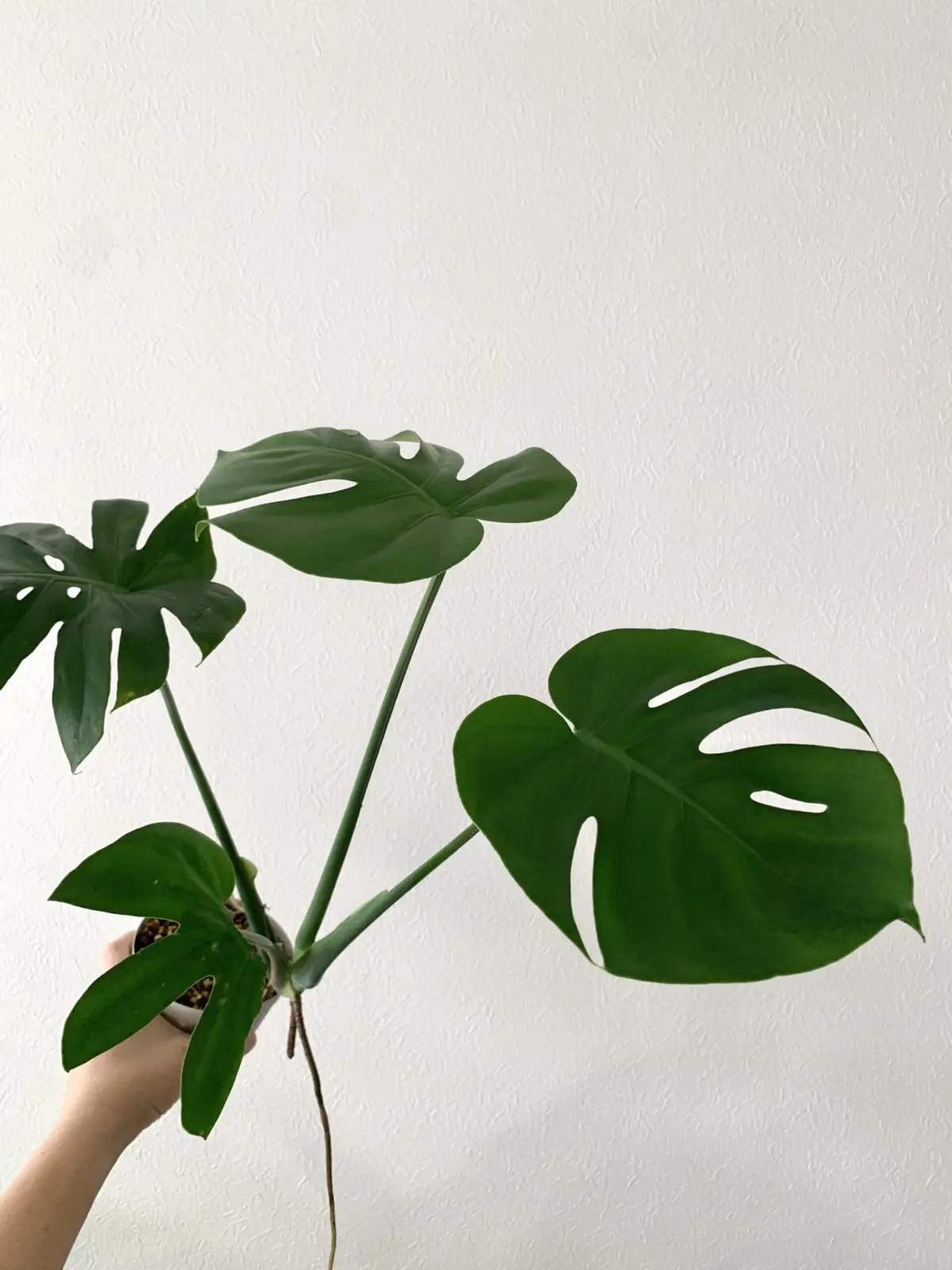 モンステラ 丸葉