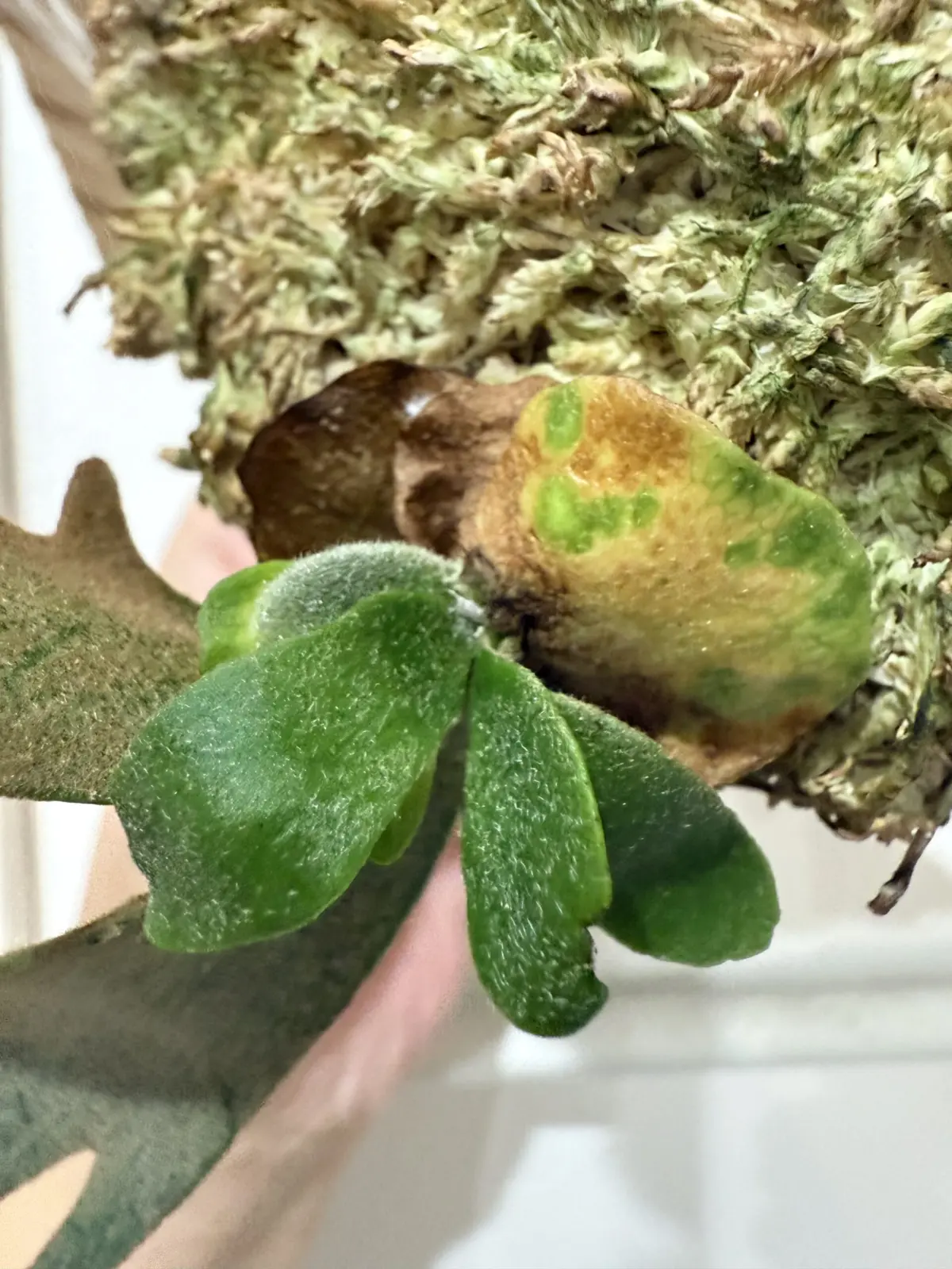 ビカクシダ　ウィリンキージェイドガールスポア