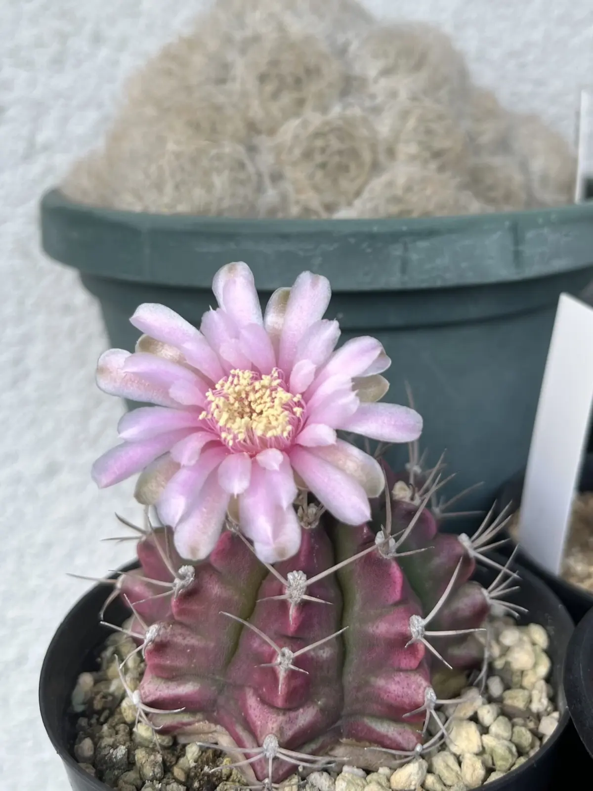 サボテン　ギムノカリキウム　牡丹玉　花　ホムセン