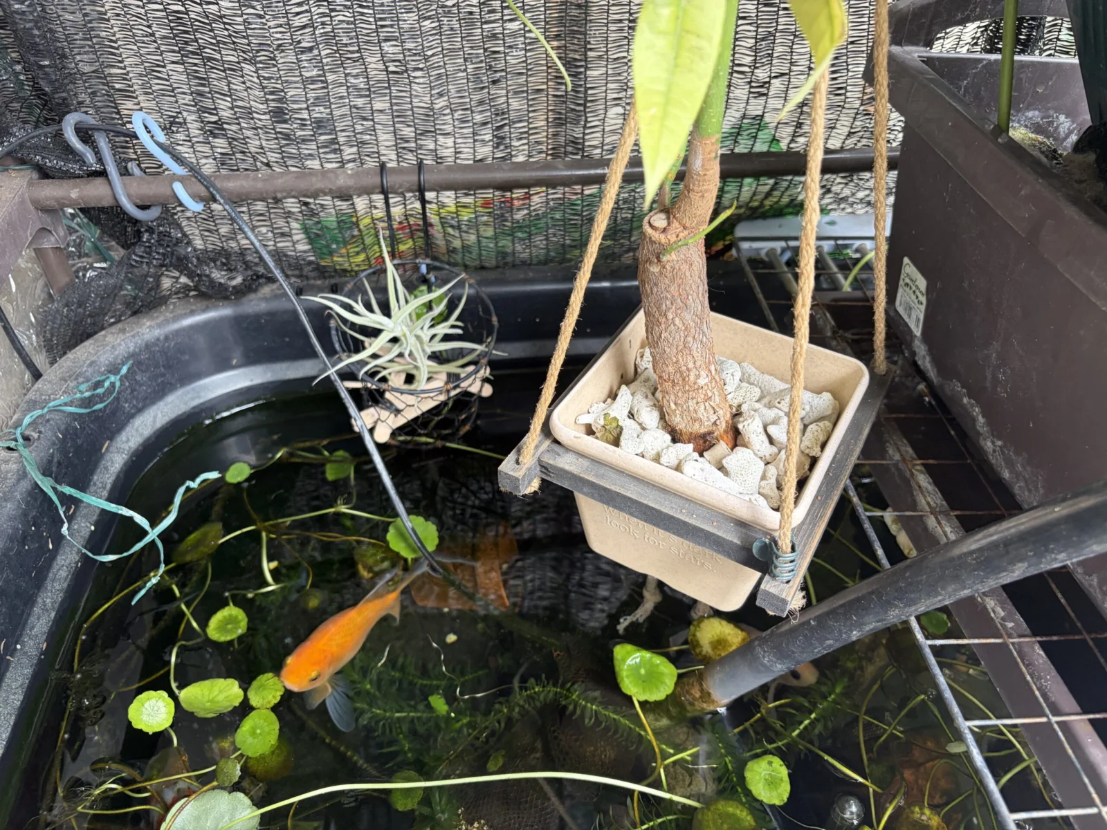 ティランジア　パレアセア