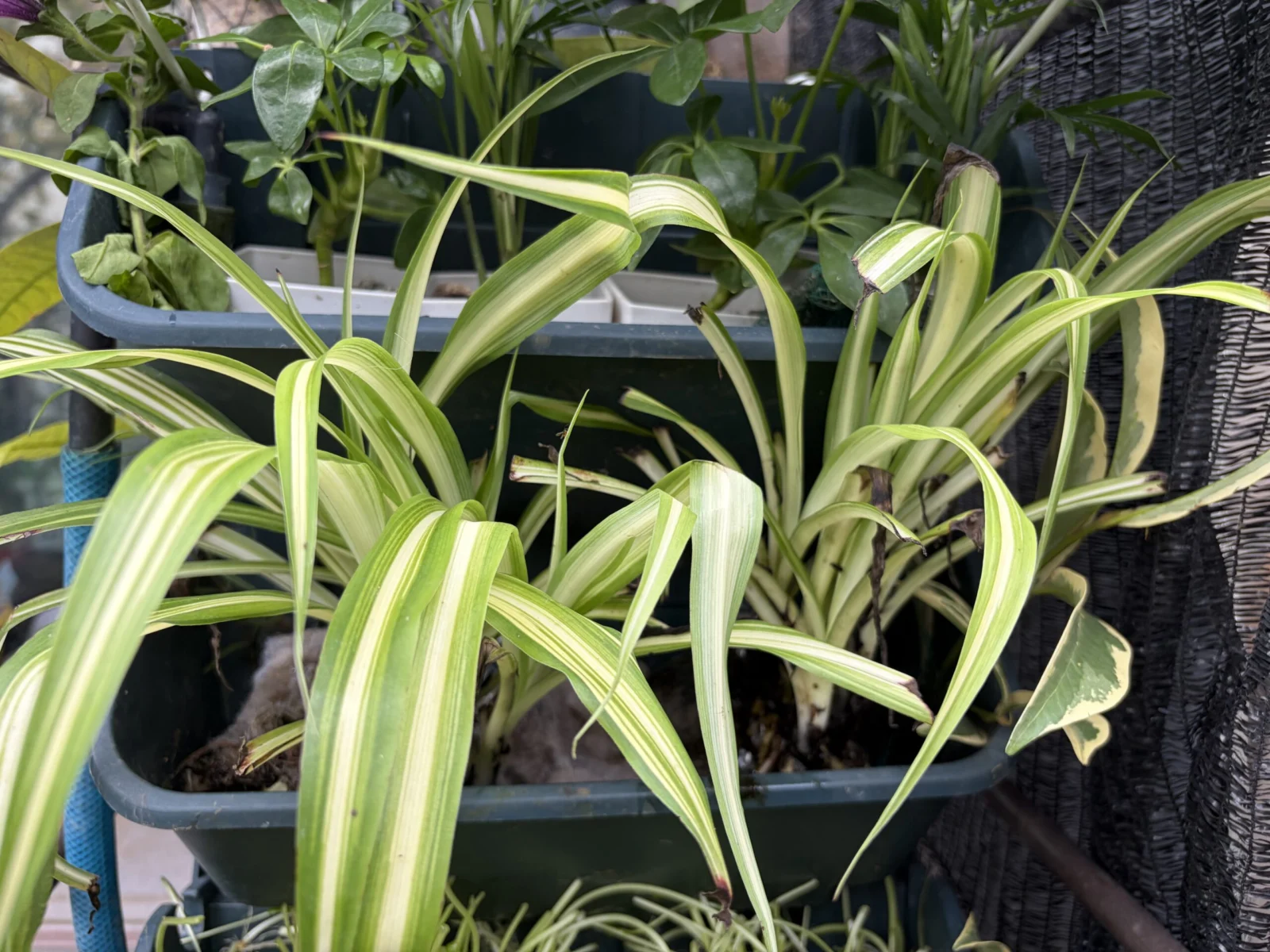 テーブルヤシ　オリヅルラン