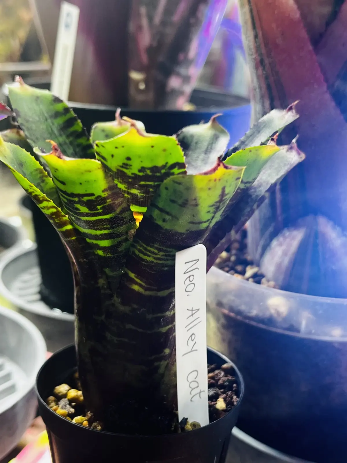 ネオレゲリア　アーリーキャット