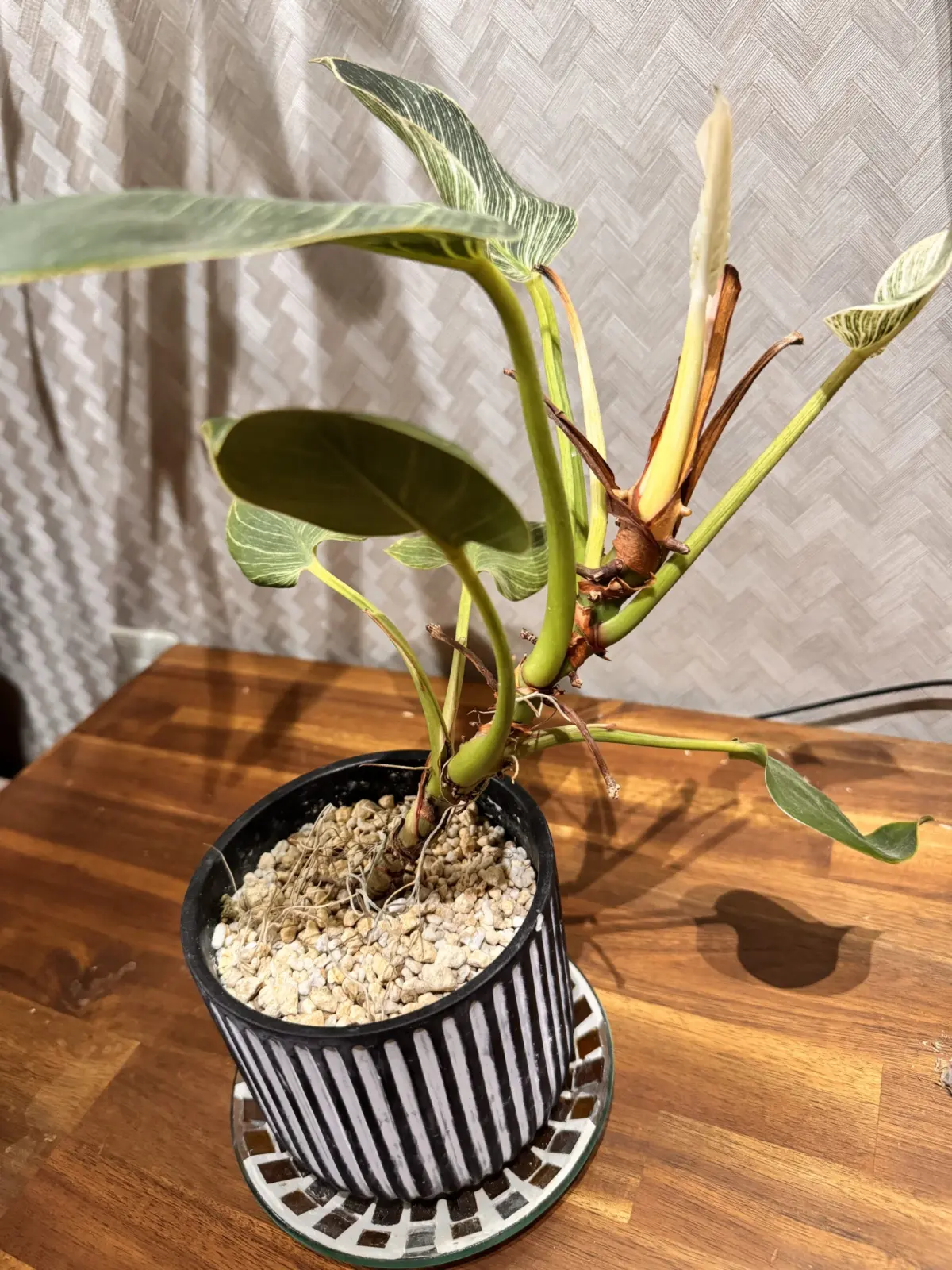 フィロデンドロン　バーキン