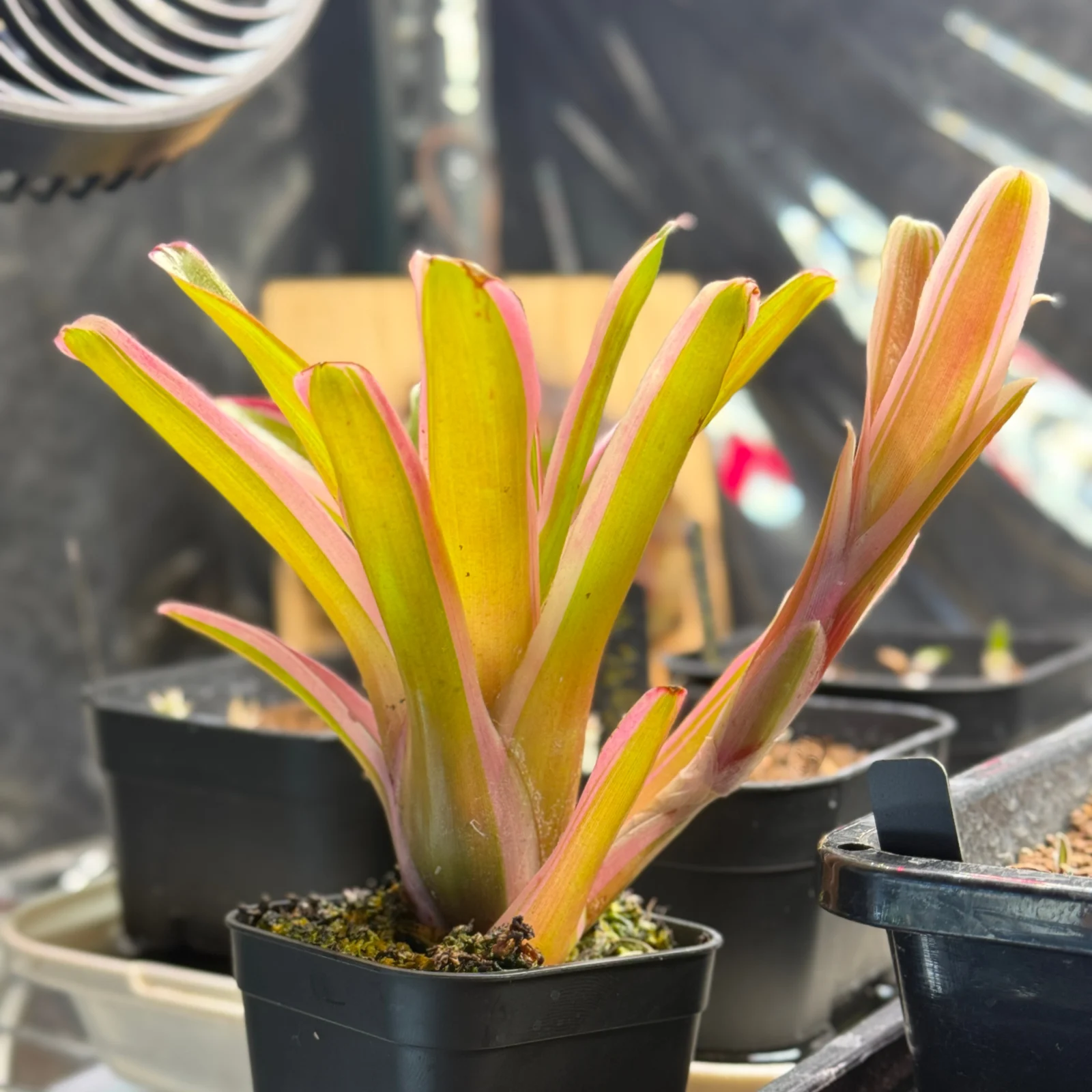 ネオレゲリア　ファイヤーボール