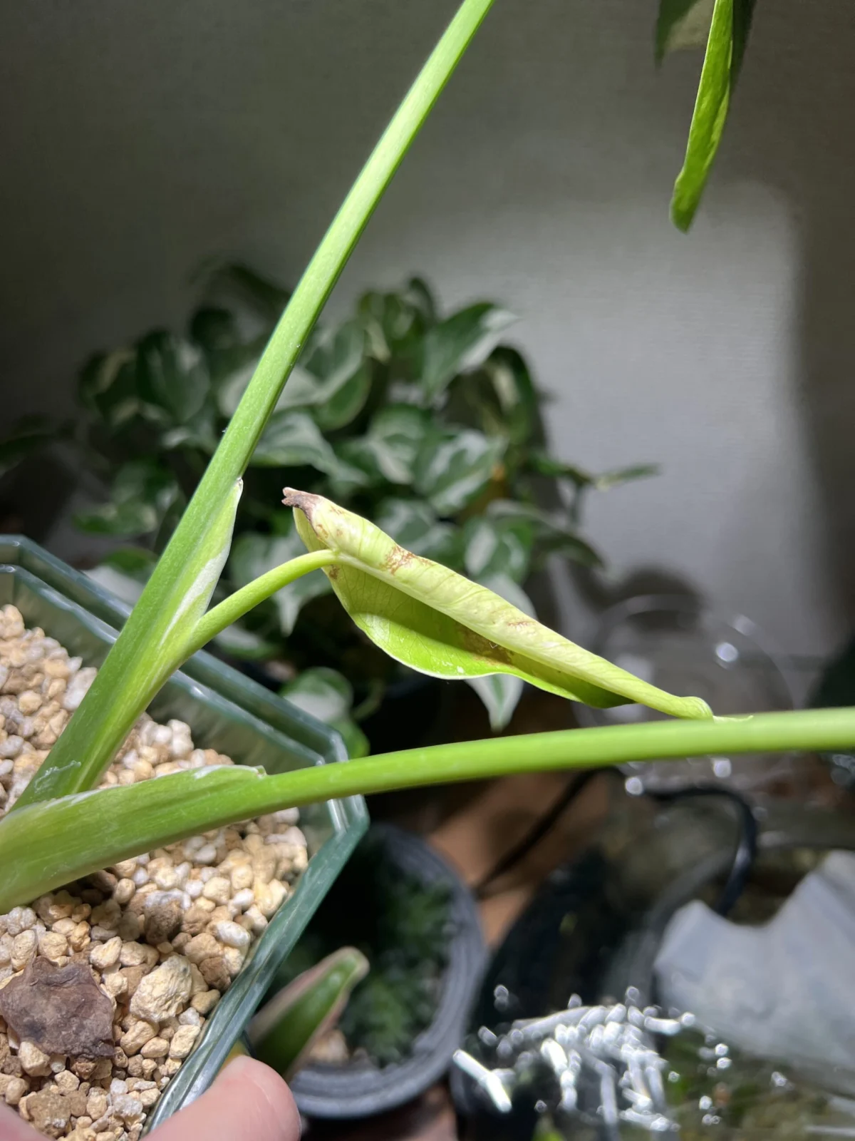 モンステラ　タイコンステレーション