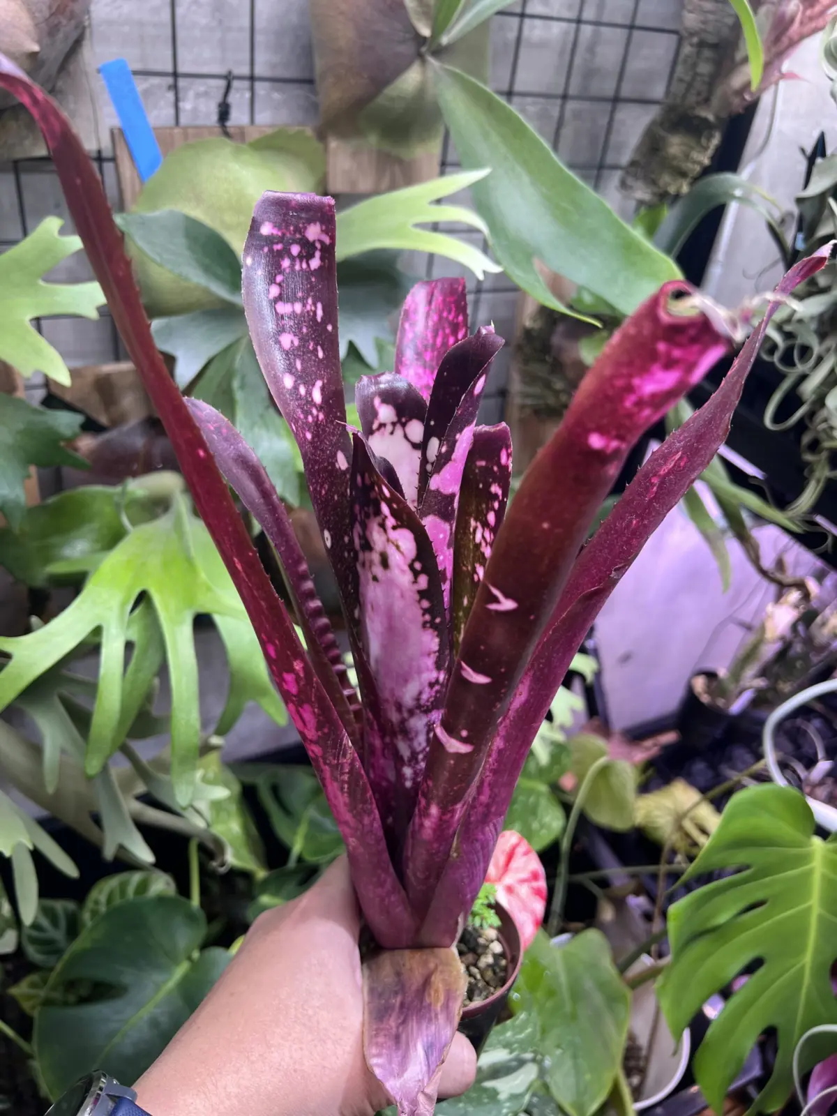 ビルベルギア　ハレルヤ