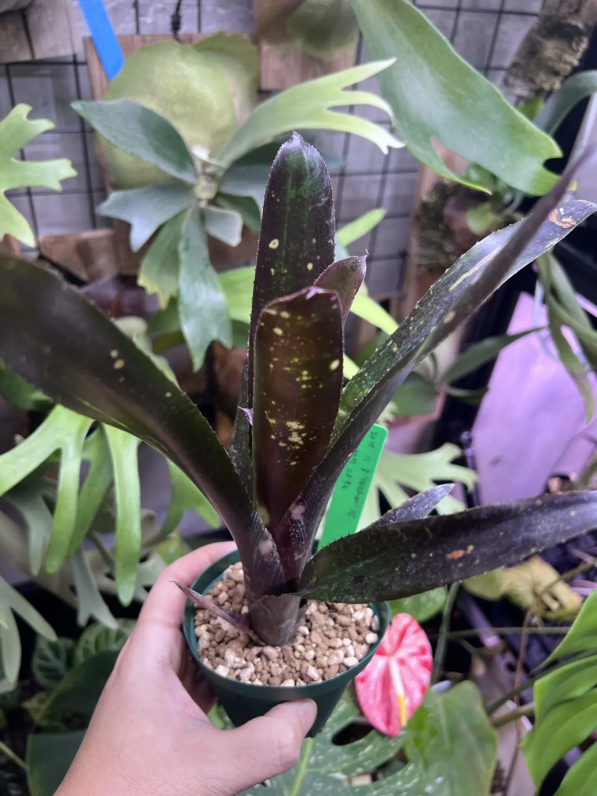 ビルベルギア　ハレルヤ