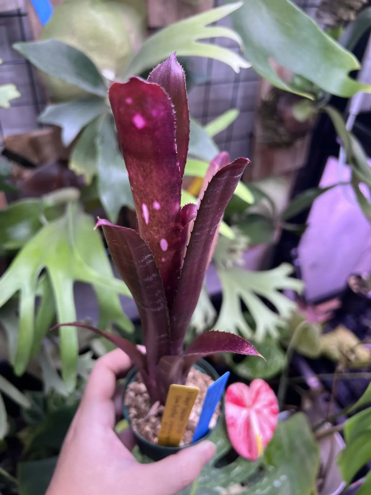 ビルベルギア　ハレルヤ