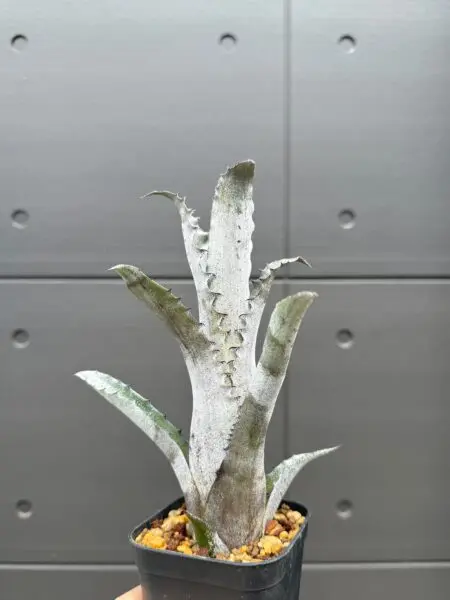 ホヘンベルギア　sp357