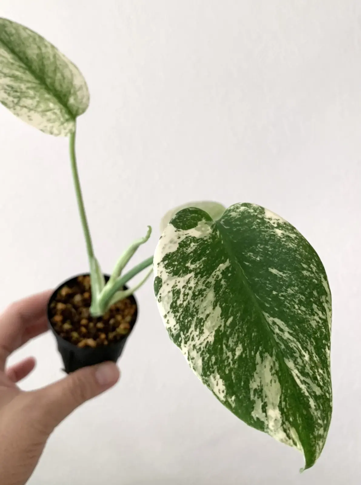 モンステラ　デリシオーサ　ホワイトモンスター　天津蘭