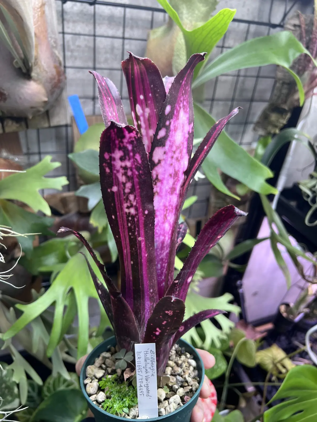 ビルベルギア　ハレルヤ　斑入り