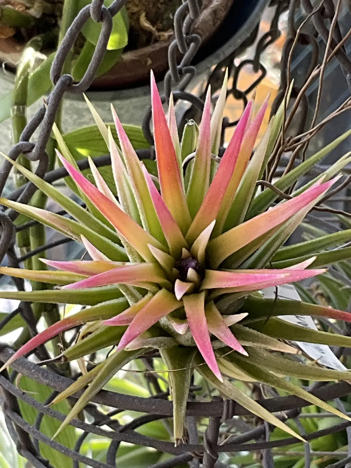 ティランジア　イオナンタ　アルボマルギナータ