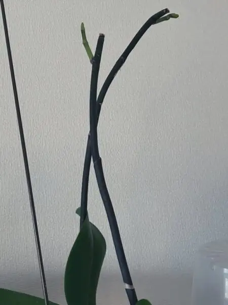 胡蝶蘭　大輪　花芽