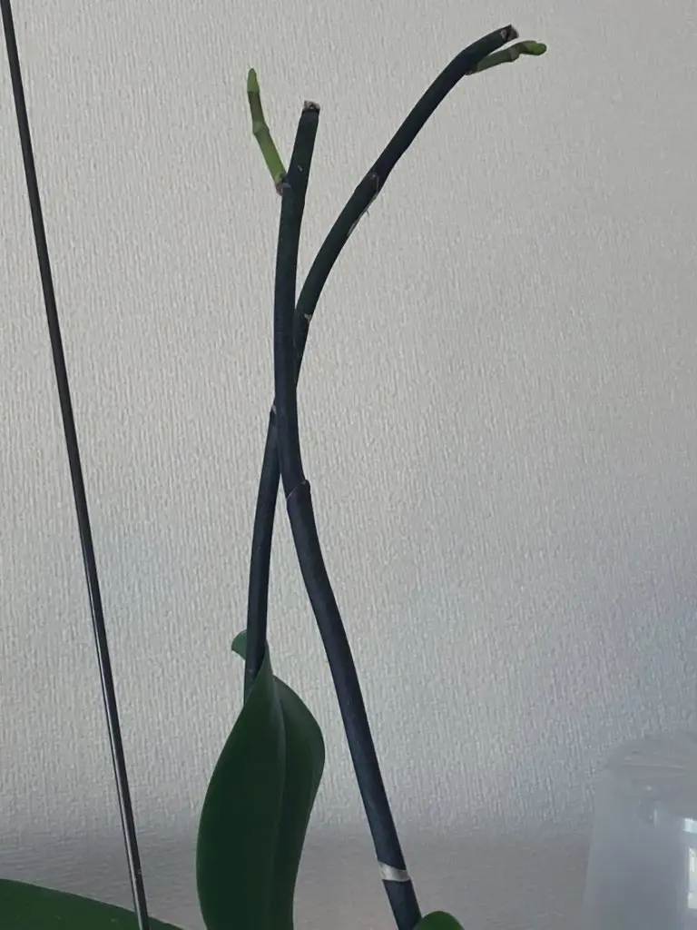 胡蝶蘭　大輪　花芽