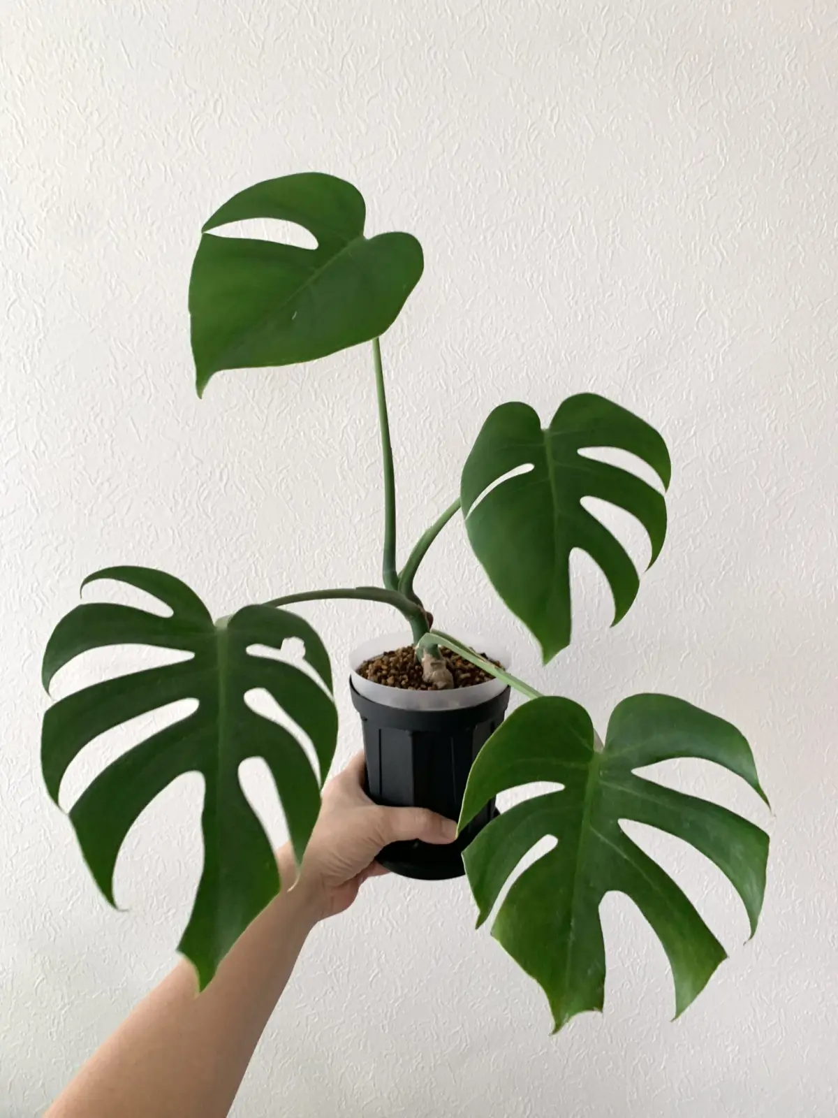 モンステラ　コンパクタ