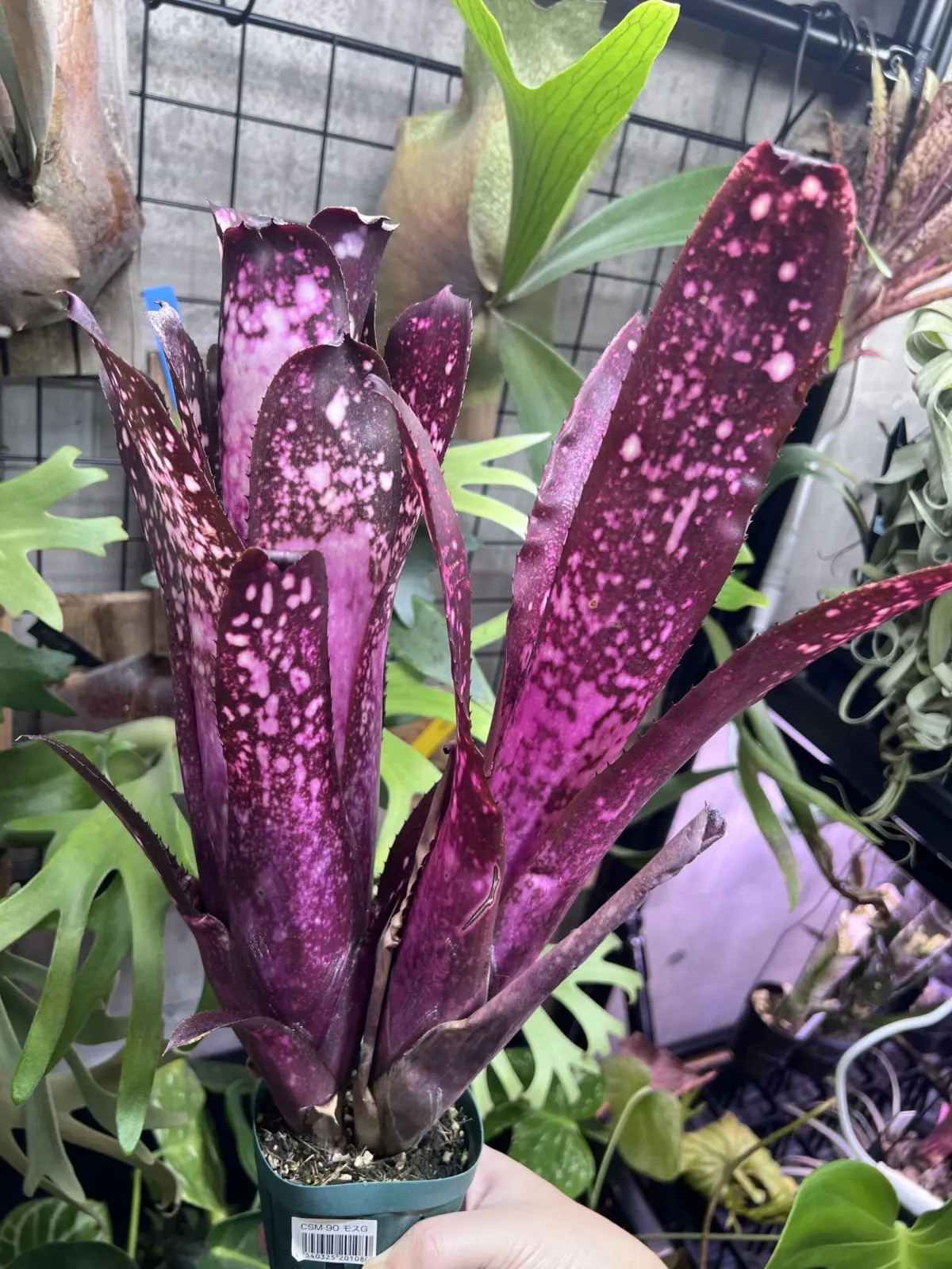 ビルベルギア　ハレルヤ