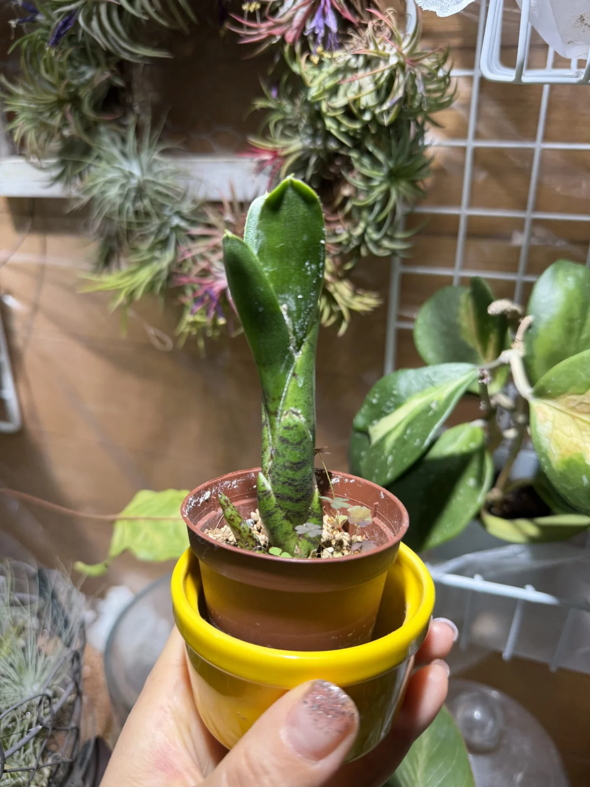 ネオレゲリア プンクターテ × バイラドラ #3 子株