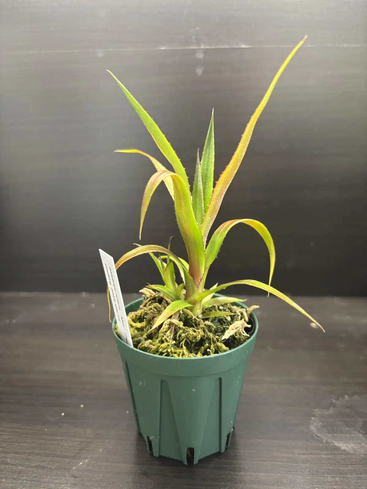 ビルベルギア　実生