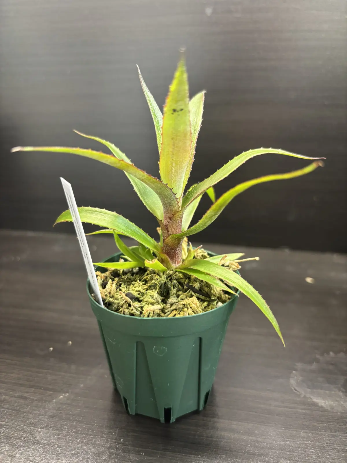 ビルベルギア　実生