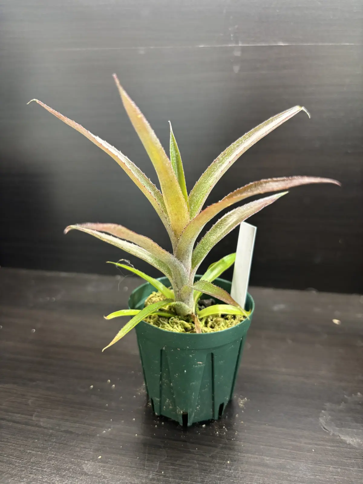 ビルベルギア　実生