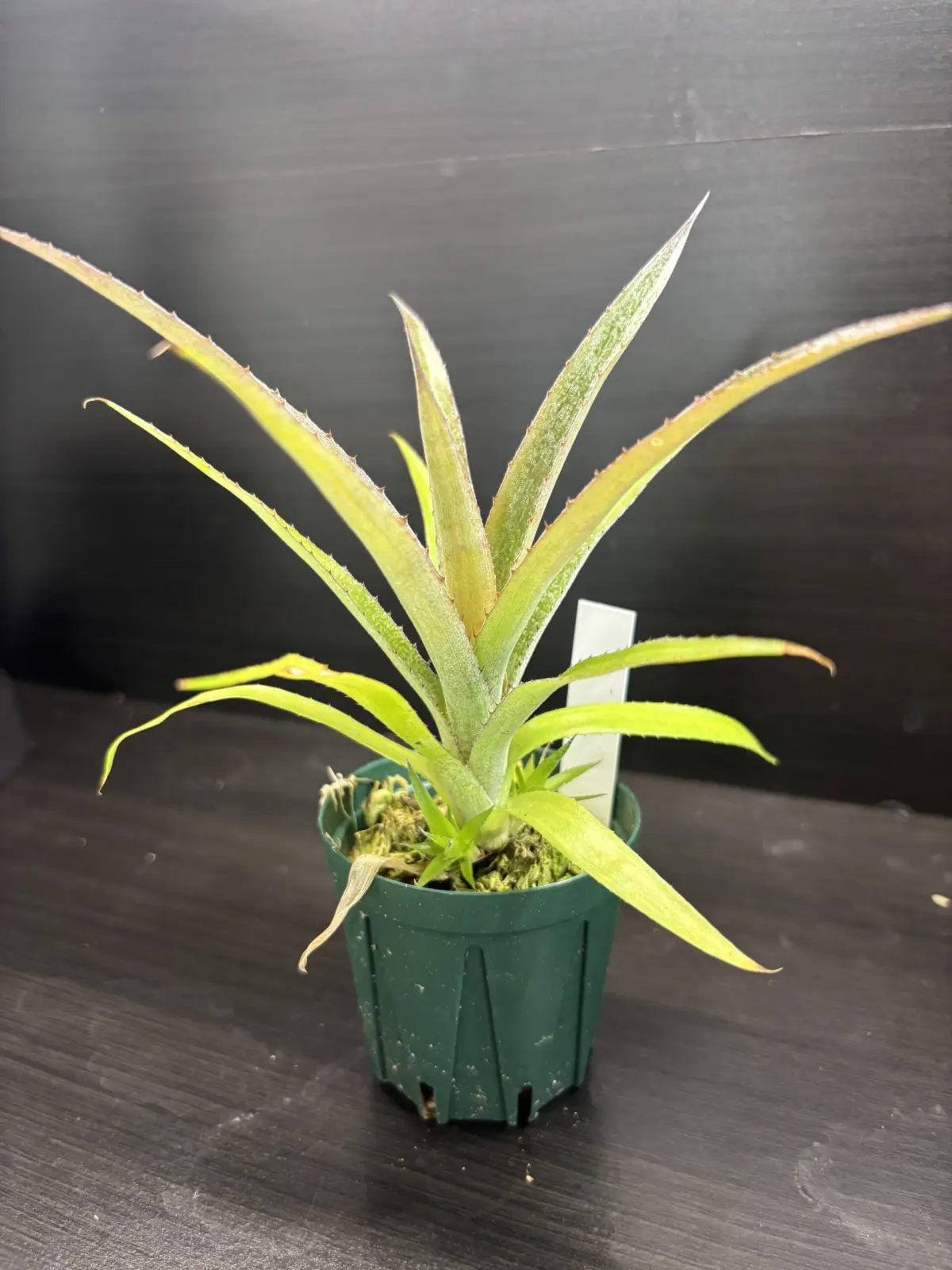 ビルベルギア　実生