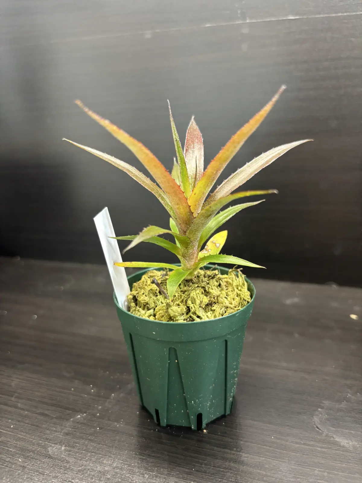 ビルベルギア　実生