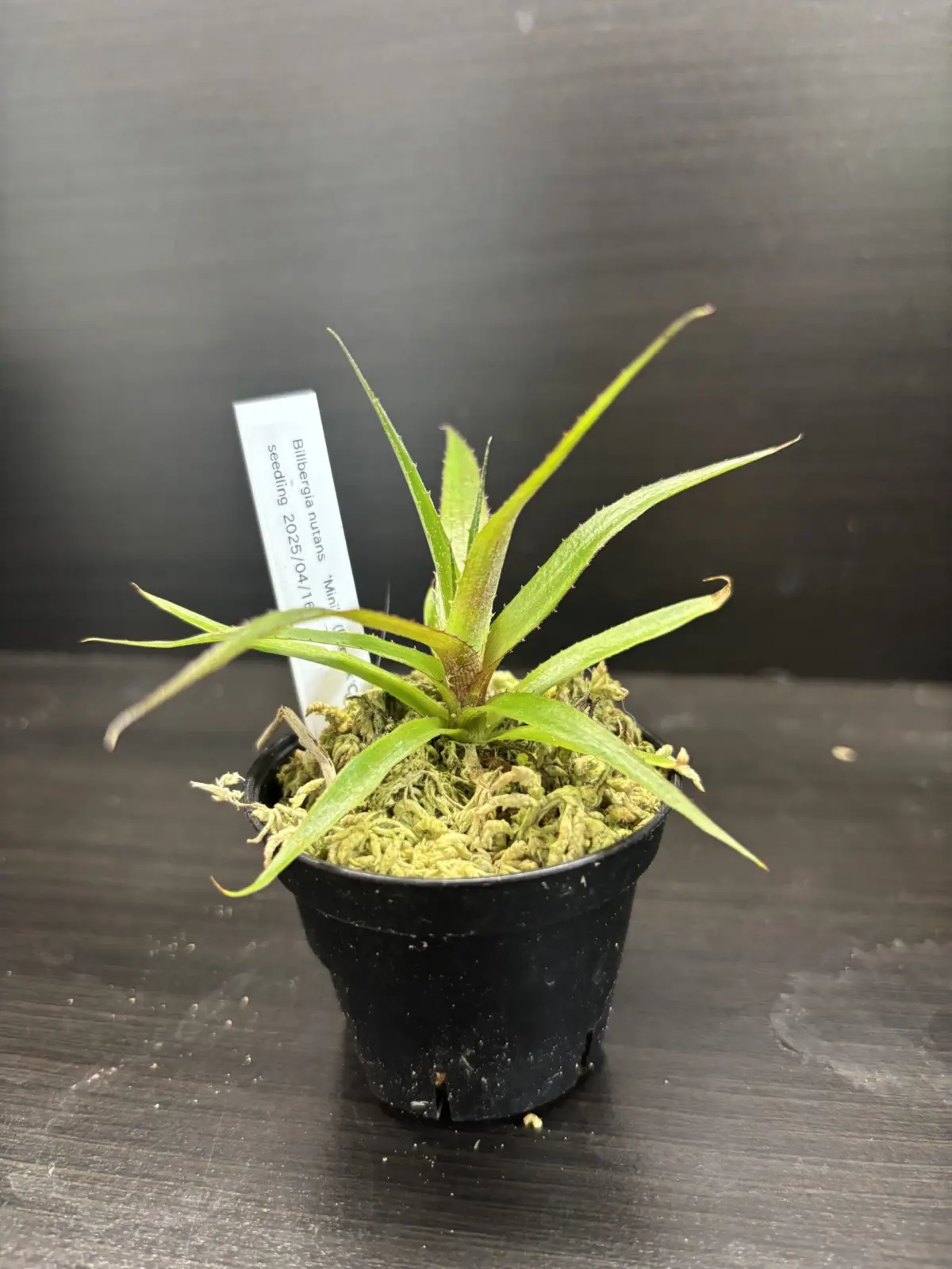 ビルベルギア　実生