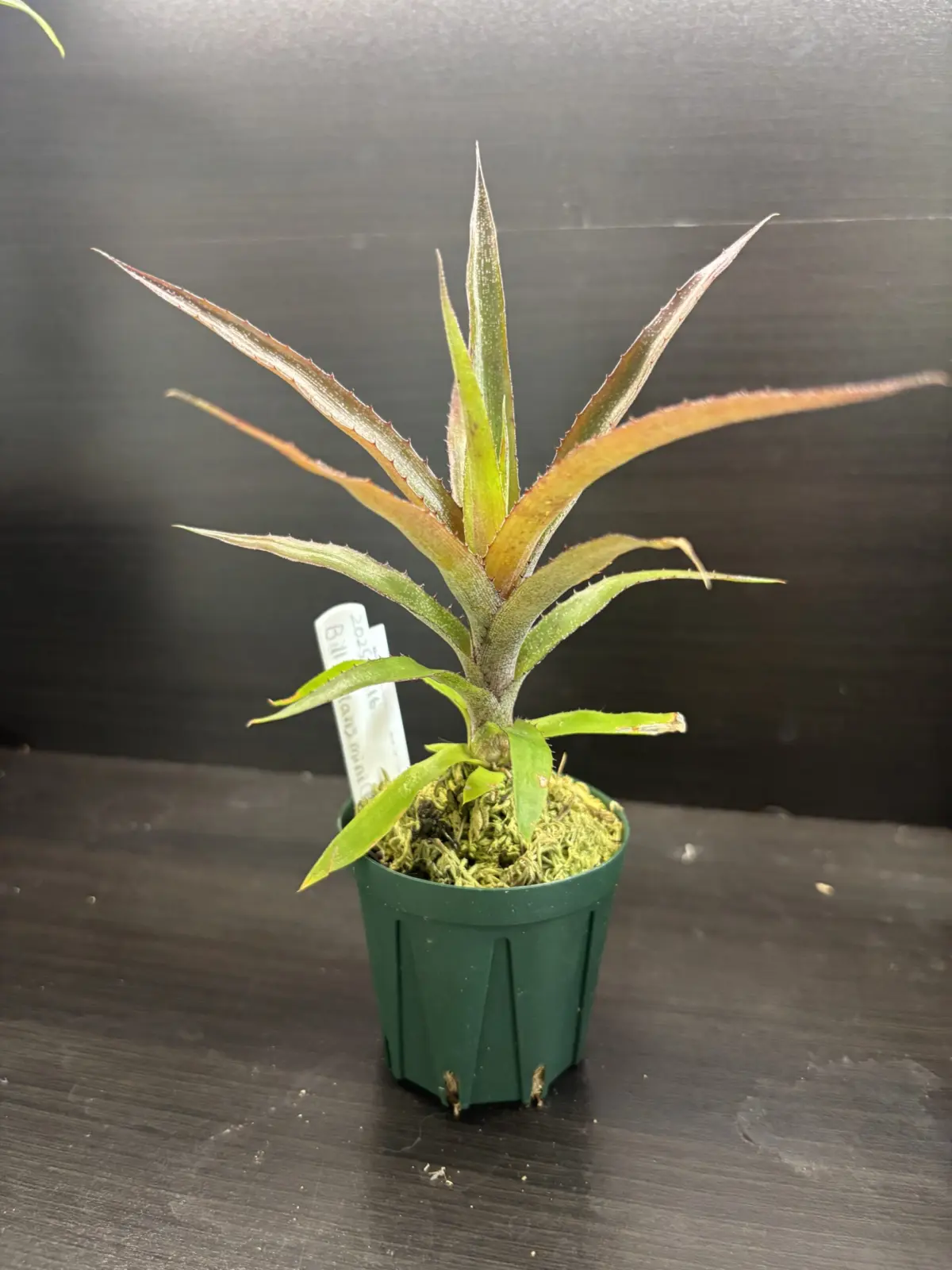 ビルベルギア　実生