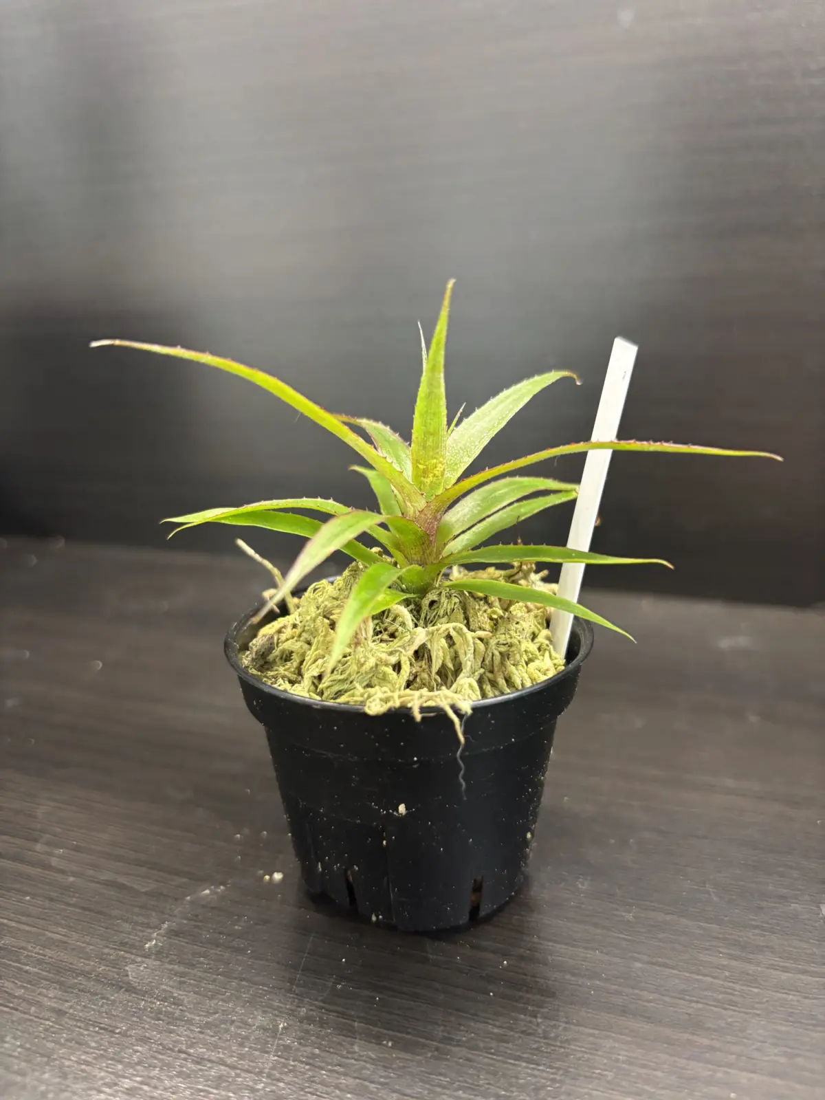 ビルベルギア　実生