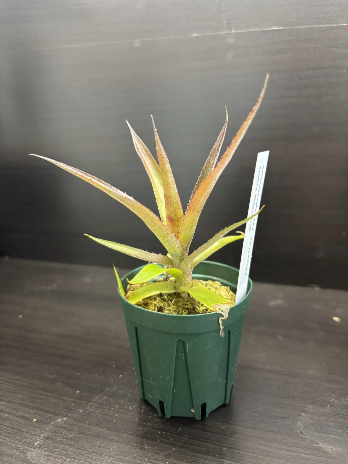 ビルベルギア　実生