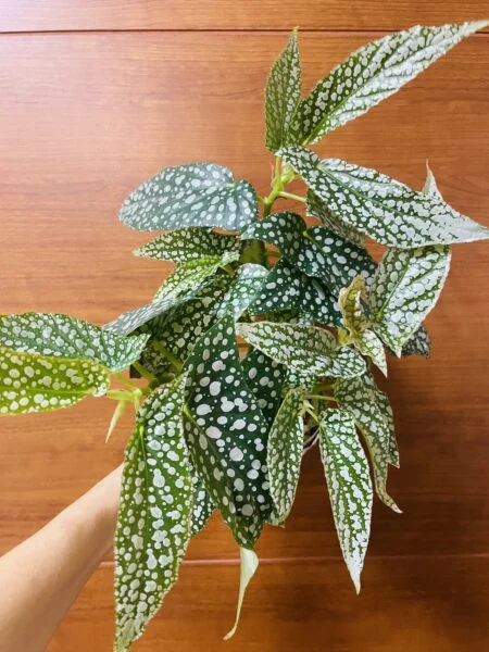 ベゴニア　木立性　ホワイトアイス　挿木株
