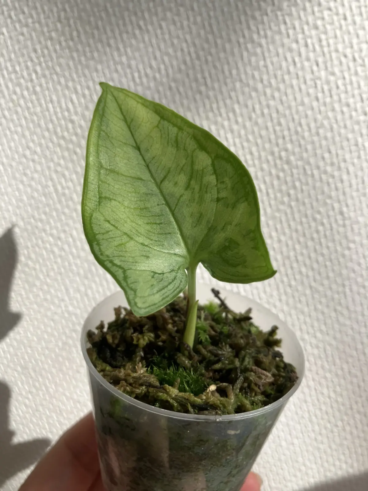 ハパライン　シルバー