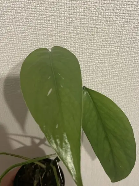 エピプレムヌム ピナツム セブブルー