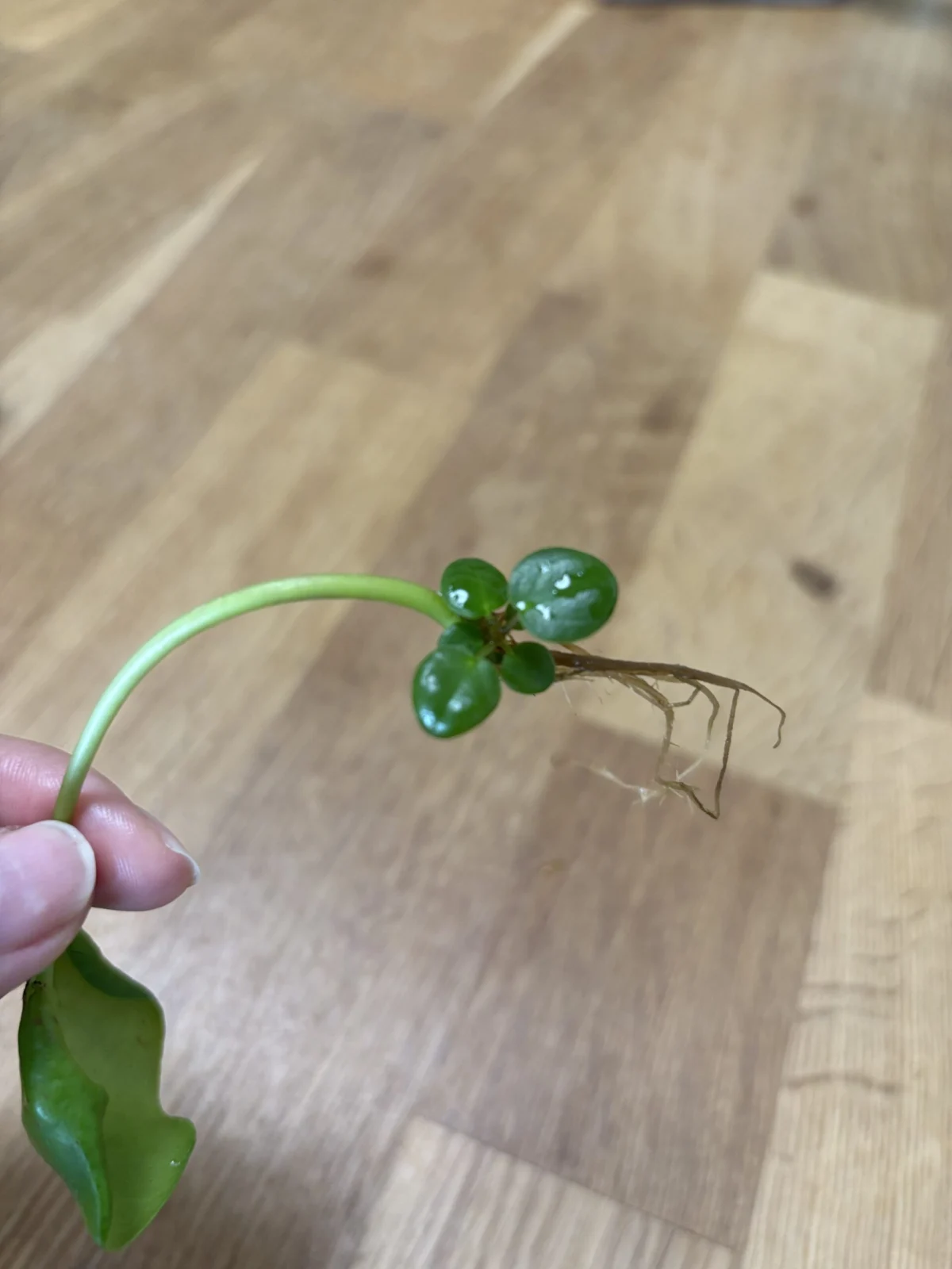 ピレアペペロミオイデス