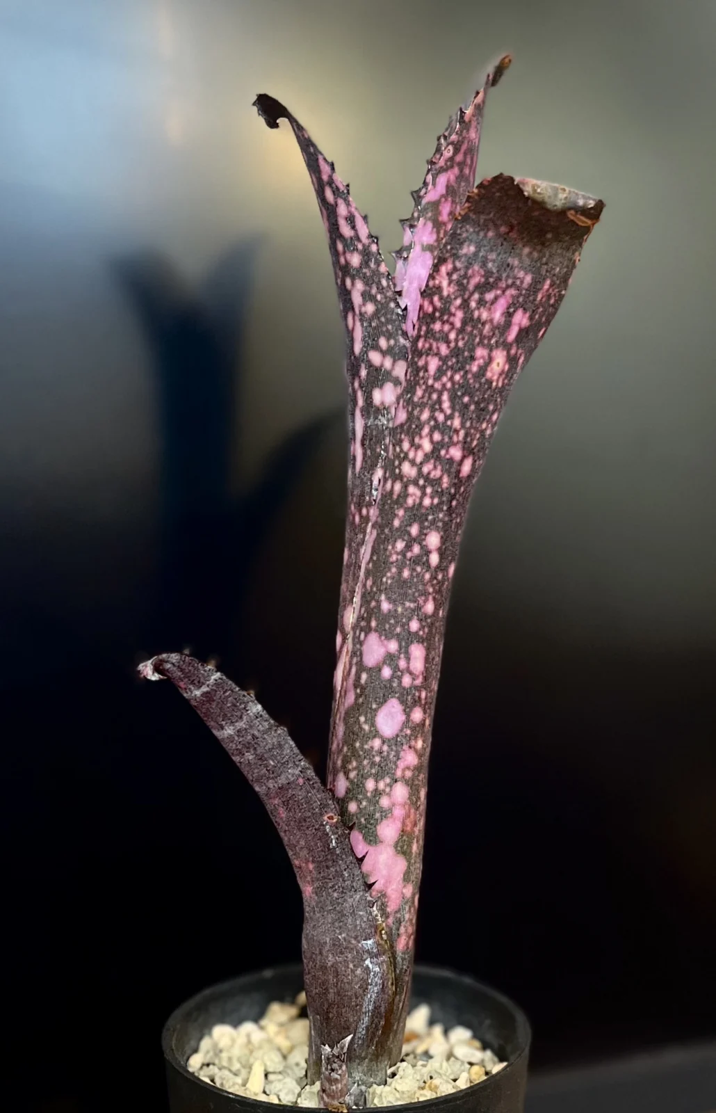 ビルベルギア　カイゲン