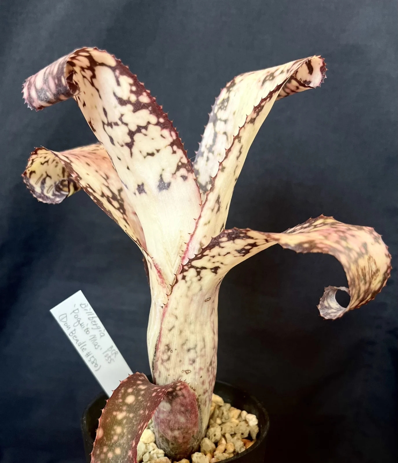 ビルベルギア　ポキートマス