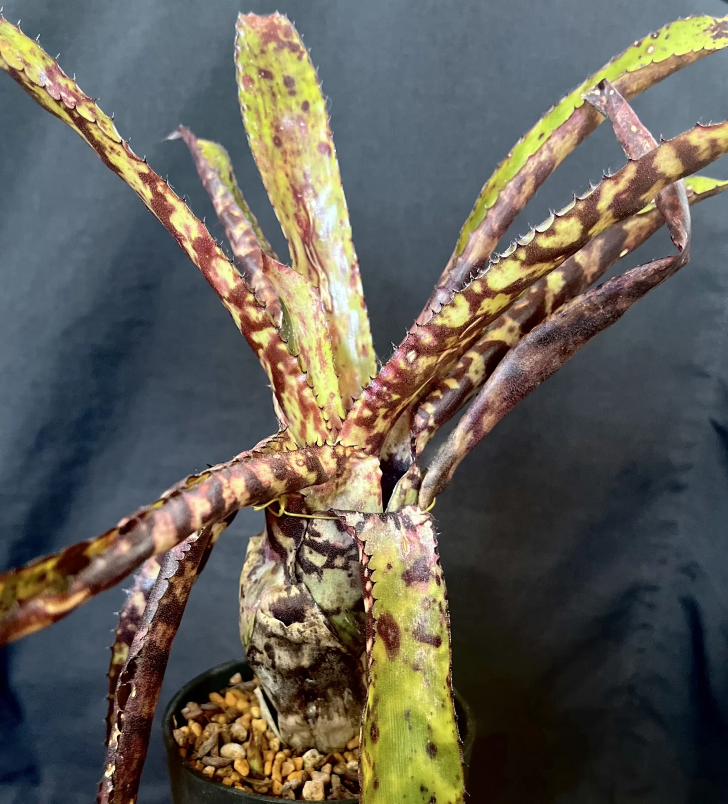 エクメア　オーランディアナ