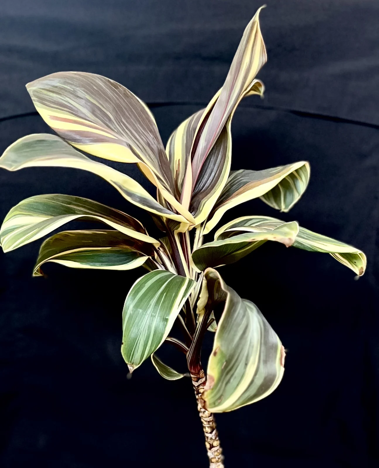 ドラセナ　パロロ